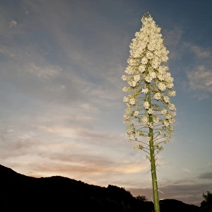 Chaparral yucca flowering in Los Padres National Forest, California, north of Los Angeles