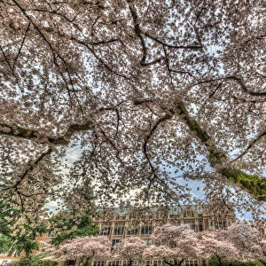 Cherry blossoms in full bloom at University of Washington campus, Seattle, Washington State, USA