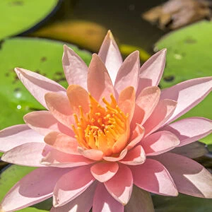Close-up of pink flower on lily pad
