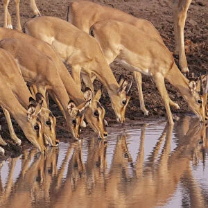 Common Impala (Aepyceros melampus) are reflected in the water as they gather to drink