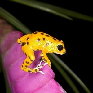 Costa Rica. Close-up of poison dart frog on pink leaf. Credit as: Jim Zuckerman /
