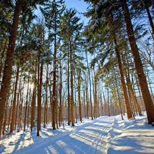 Cross-country ski trail in a spruce forest at the Notchview Reservation in the Berkshires