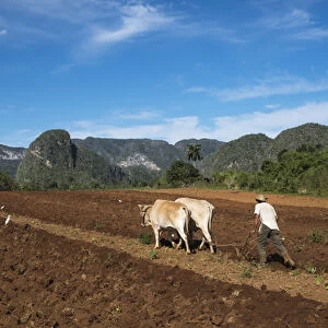 Cuba, Vinales. A farmer plows his fields with traditional equipment includig brama cows