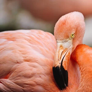 Curacao. Caribbean pink flamingo Curacao