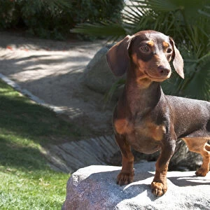 A Dachshund / Doxen puppy standing on a boulder at a park