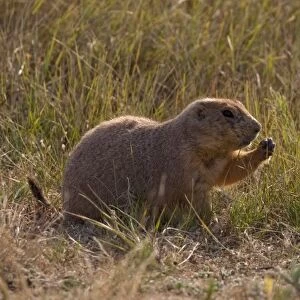 Devils Tower National Monument, Wyoming, USA. Black-tailed Prairie Dog (Cynomys ludovicianus)