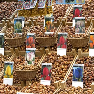 A display of tulip bulbs for sale at the flower market in Amsterdam, Netherlands