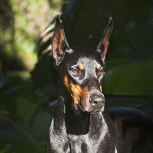 A Doberman Pinscher standing in a sunny spot very intent on something