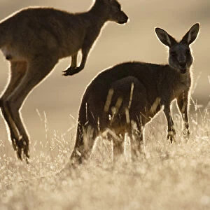 Eastern Grey Kangaroo or Forester Kangaroo (Macropus giganteus), backlight and silhouetted