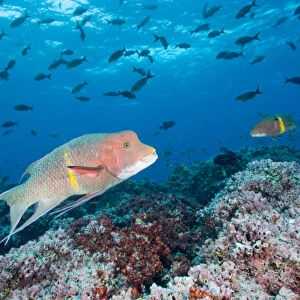 Ecuador, Galapagos Islands National Park, Spanish Hogfish (Bodianus diplotaenia)