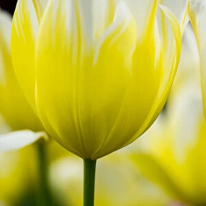 Europe; Netherlands; Lisse; Keukenhof Gardens; Tulip Closeups with Selective Focus