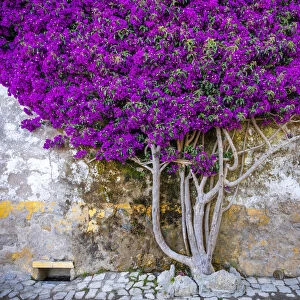 Europe, Portugal, Obidos. Bougainvillea plant on house wall