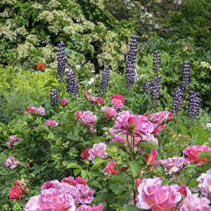 Flower garden, USA