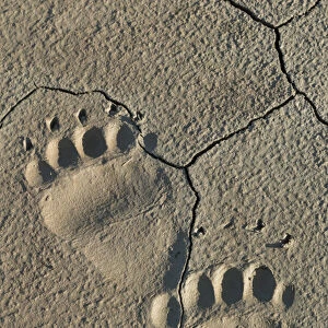 Footprints of adult coastal grizzly bear (ursus arctos). Lake Clark National Park, Alaska