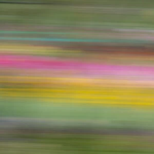 France, Giverny. Abstract of flowers in Monets Garden