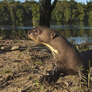 Giant Otter (Pteronura brasiliensis) HABITUATED FROM REHABILITATION CENTER