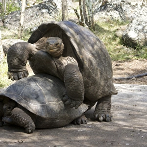 Giant Tortoises with mating behavior, highlands of Floreana Island, Galapagos Islands