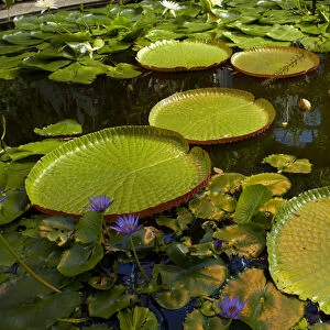Giant water lilies, Wintergardens, Auckland Domain, Auckland, North Island, New Zealand