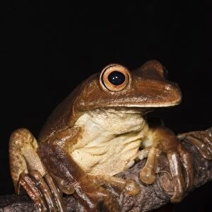 Gladiator Frog (Hypsiboas boans) captive, Choca Region of northwest Ecuador on Colombian Border
