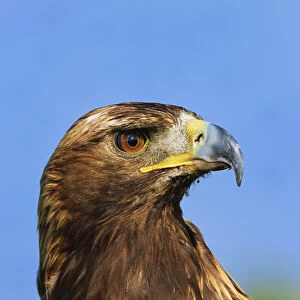 Golden Eagle portrait, Captive, Aquila chrysaetos