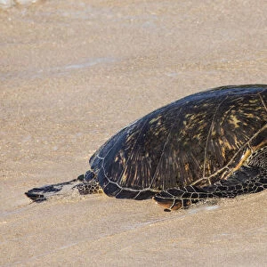 Green sea turtle haul-out, Ho okipa Beach Park, Maui, Hawaii