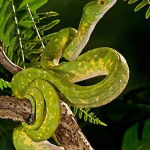 Green Tree Python (Captive), Morelia (Chondropython) viridis Native to New Guinea