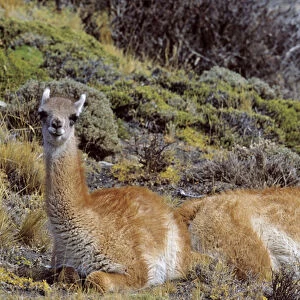 Guanaco (Lama guanicoe) two calf, Chile