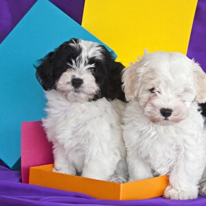 Two Havanese puppies sitting together surrounded by colors