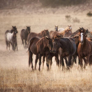 Herd of horses in dry grasses of New Mexico