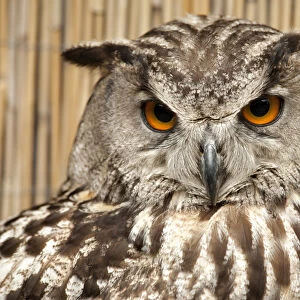 Horned Owl portrait