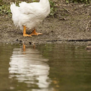Houston, Texas, USA. Domestic Pekin or Long Island duck standing by the edge of a pond