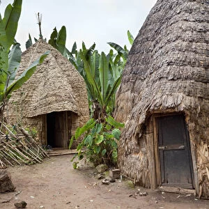 Huts of the Dorze people in the Guge Mountains of Ethiopia with groves of cooking banana, enset