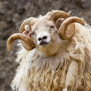 Iceland. Close-up of Icelandic sheep. Credit as: Jim Zuckerman / Jaynes Gallery / DanitaDelimont