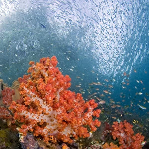 Indonesia, Papua, Triton Bay. Schooling fish swim past colorful corals. Credit as
