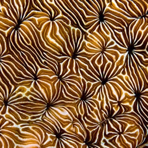 Indonesia, Raja Ampat. Abstract view of hard coral