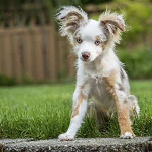 Issaquah, Washington State, USA. Mini Australian Shepherd puppy playing in his yard (PR)