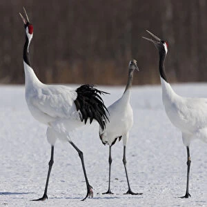 Japanese cranes, Hokkaido, Japan