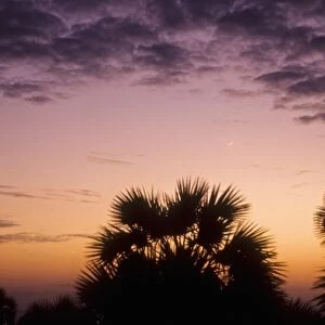 Kenya, Lake Turkana, Lobolo Camp, new moon and palms at sunset