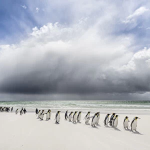King Penguin (Aptenodytes patagonicus) on the Falkand Islands in the South Atlantic