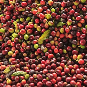 Kona coffee beans, coffee plantation, Big Island, Hawaii, USA