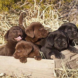 Five Labrador Retriever puppies in a wooden crate surrounded by hay