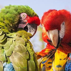 Two Macaws preening