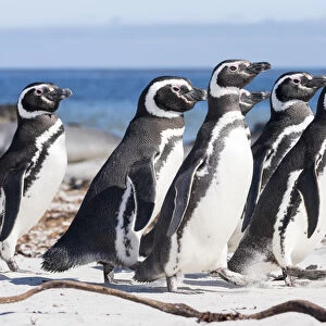 Magellanic Penguin (Spheniscus magellanicus), on beach. South America, Falkland Islands