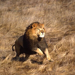 Male African Lion Running Panthera leo Native to Africa (Movie Animal)