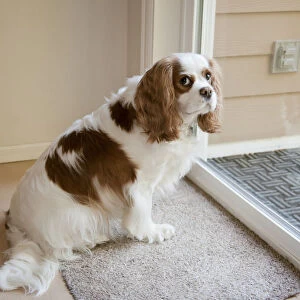 Mandy, a Cavalier King Charles Spaniel, waiting by a sliding glass door to be let out