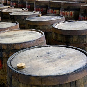 MARTINIQUE. French Antilles. West Indies. St. Pierre. Oak aging barrels ready to be filled with rum