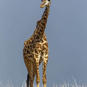 Masai Giraffe, Masai Mara Game Reserve, Kenya, Africa