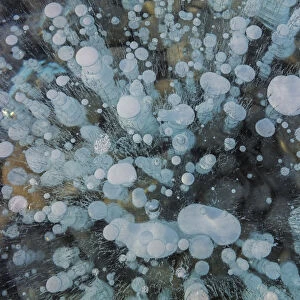 Methane ice bubbles under clear ice on Abraham Lake near Nordegg, Alberta, Canada