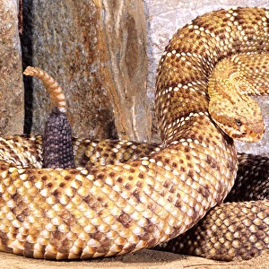 Mexican West Coast Rattlesnake Crotalus basiliscus Native to Western Mexico
