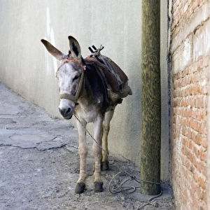 Mexico, Guanajuato. Donkey tightened up to an electric pole in downtown Guanajuato